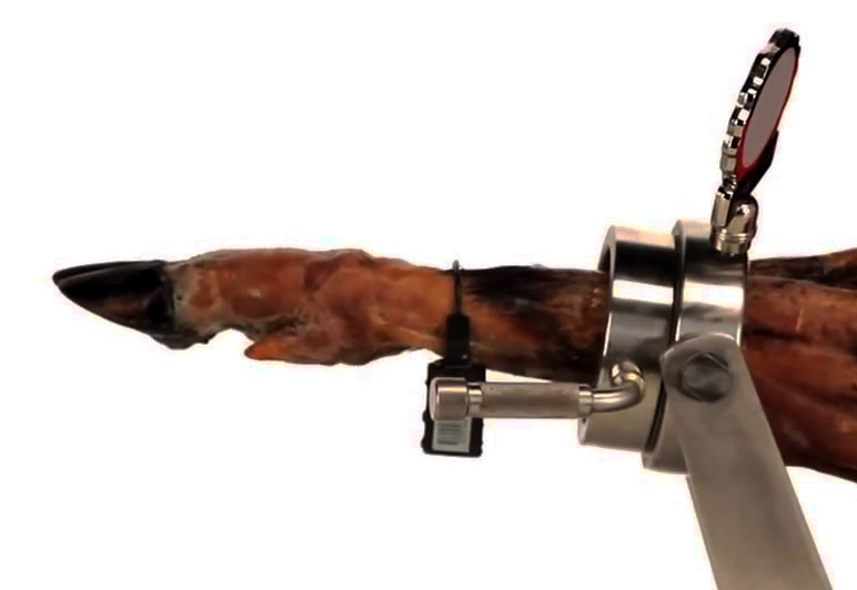 Pezuña del jamón hacia abajo